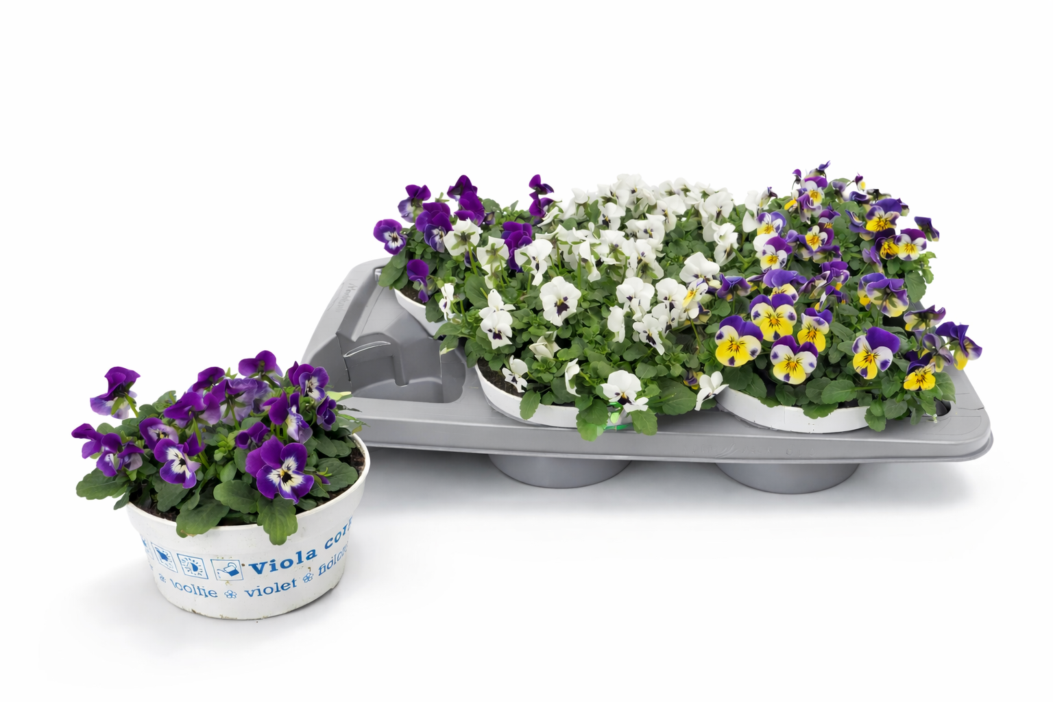 Viola Cornuta gemengd, D 17