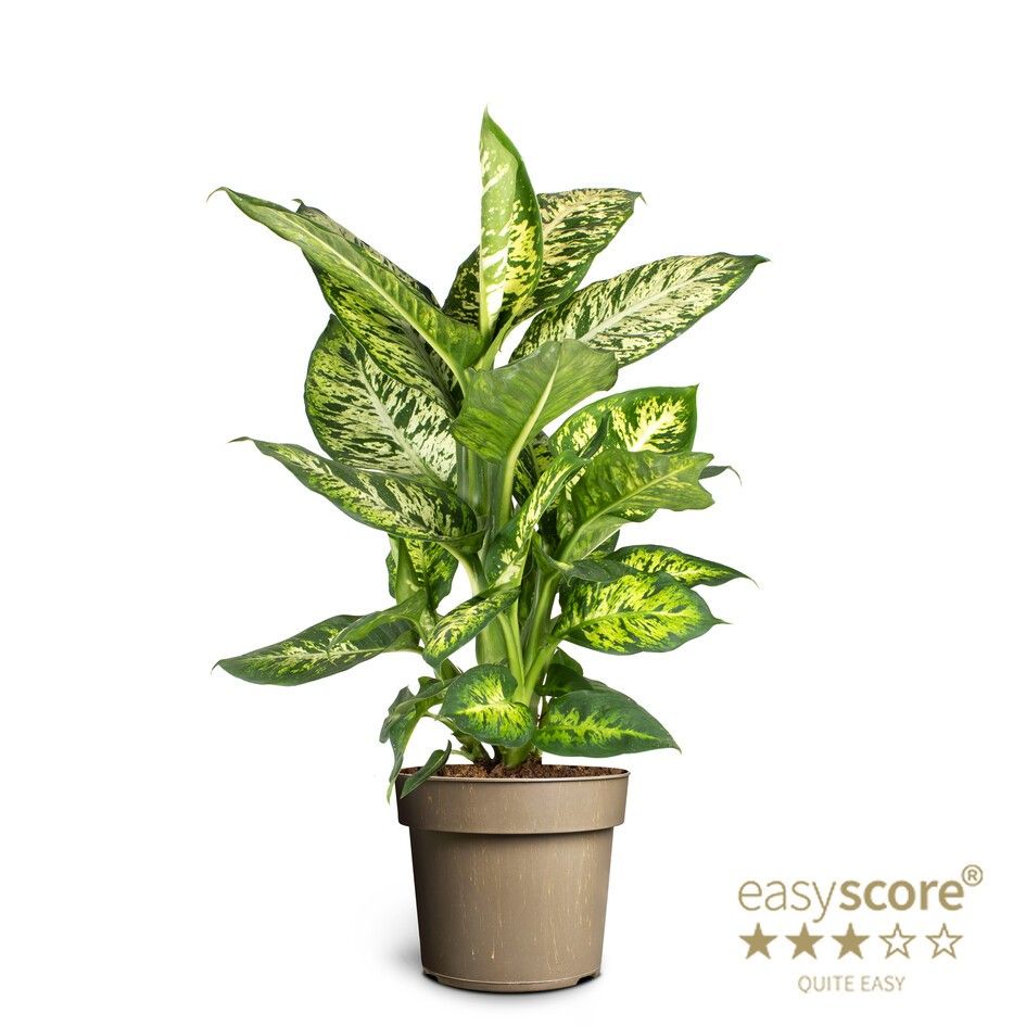 Dieffenbachia ´Subliem´, D 17