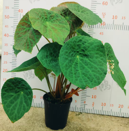 Бегониа Премиум Лонгевитй 15 60