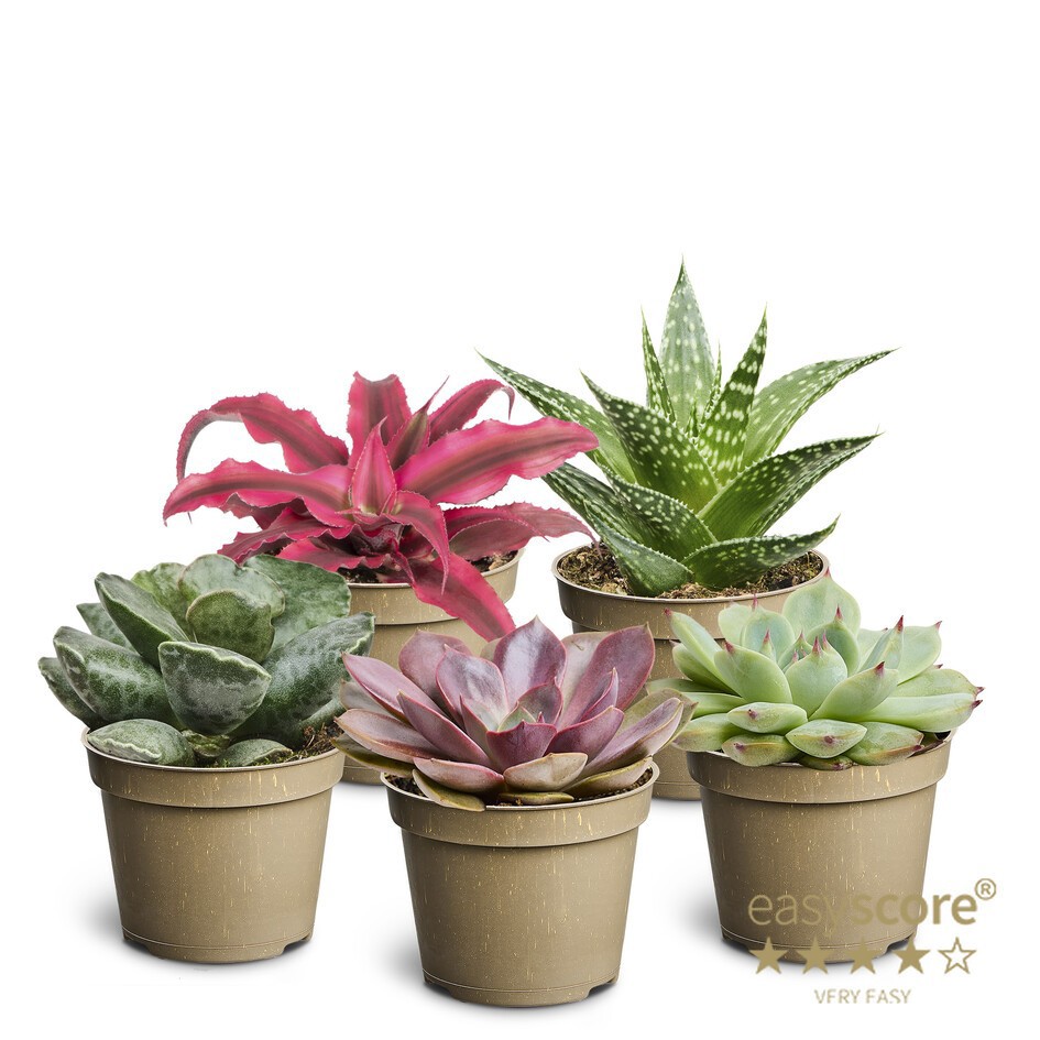 Succulent Premium Collection, D 6