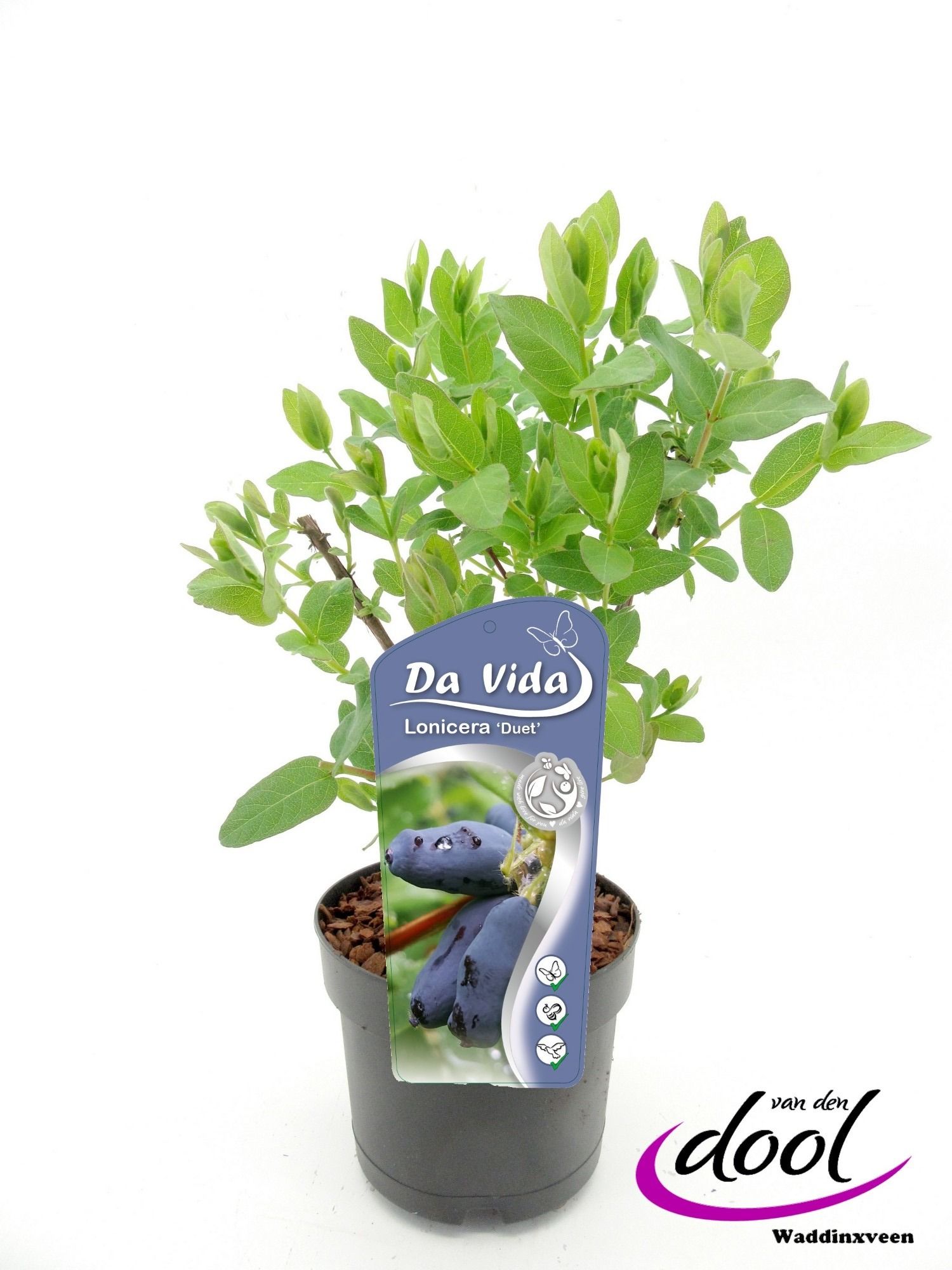 Lonicera caer. Duet, D 19