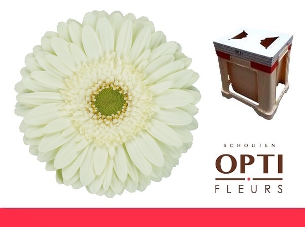 Гербера Минт, шт.