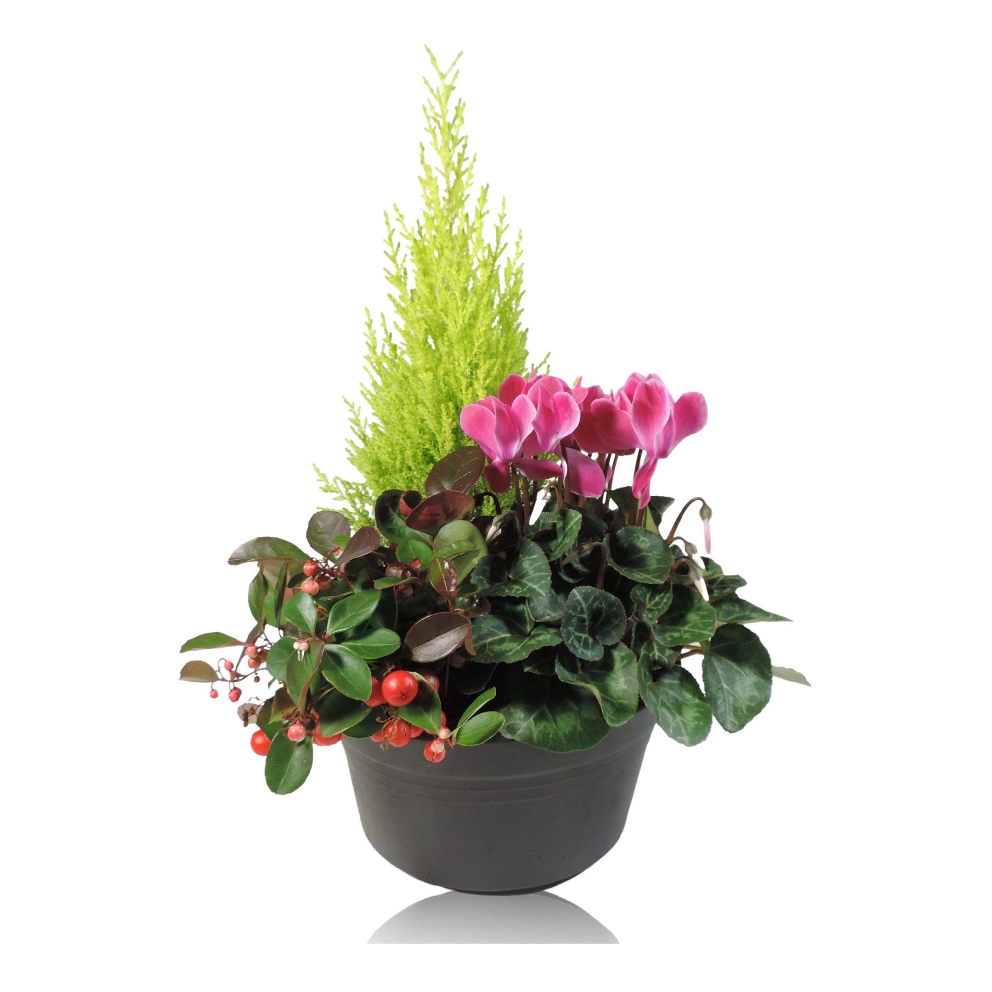 Winter Classic Arrangement schaal 19 cm, D 19