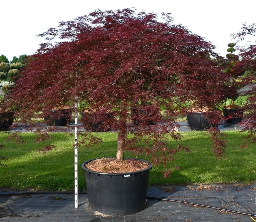 Acer pal. 'Inaba-shidare', D 90