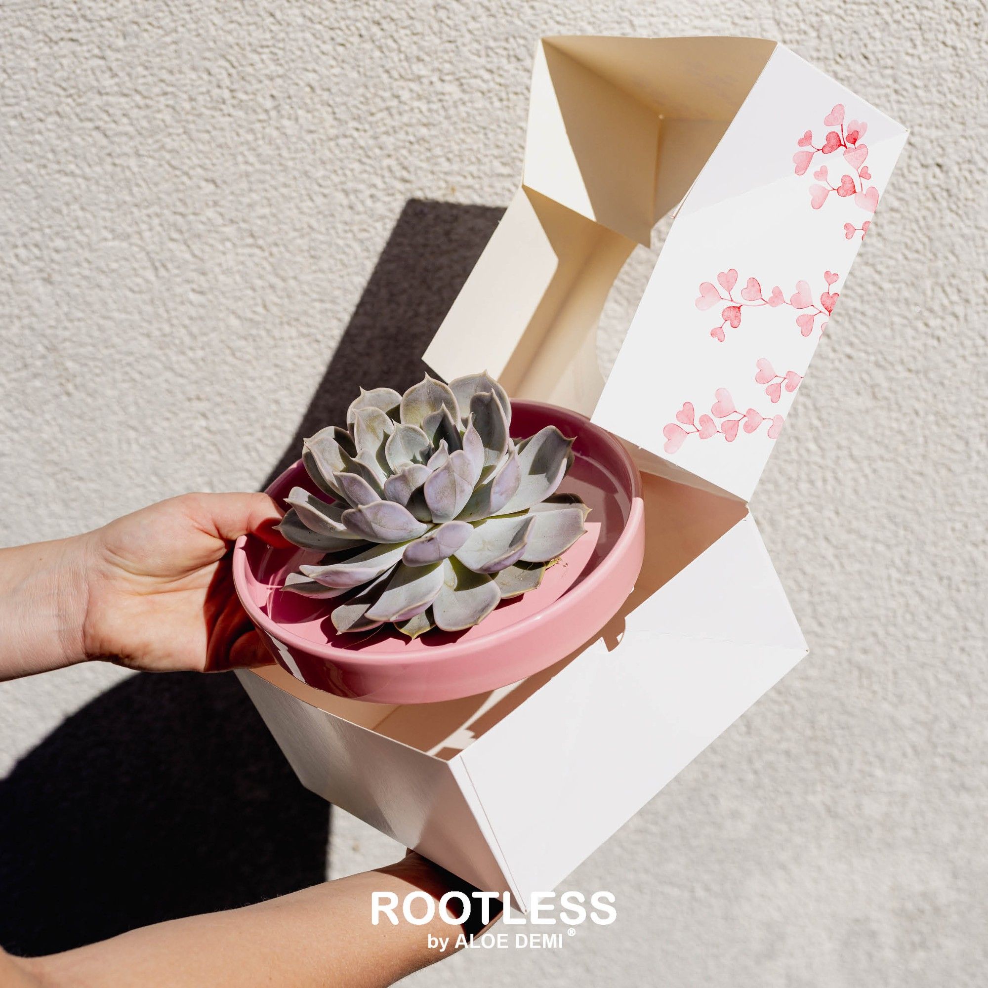ROOTLESS Echeveria, Octopus bowl, hearts box, D 20 cm
