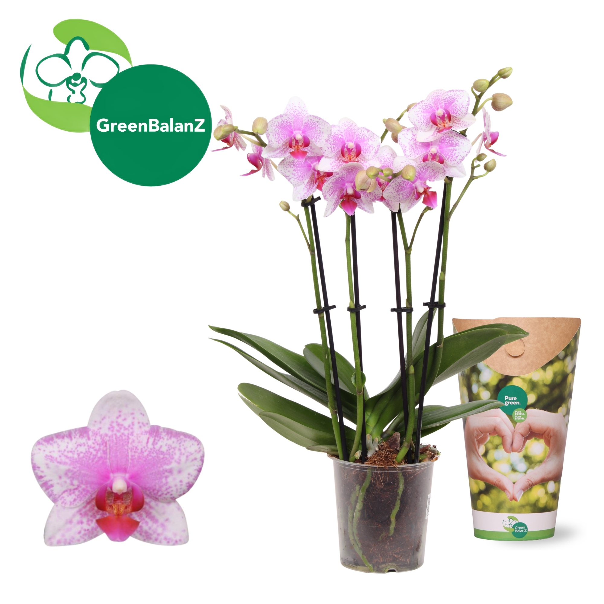 DesignZ - Rotterdam 4 tak in Potcover, D 12