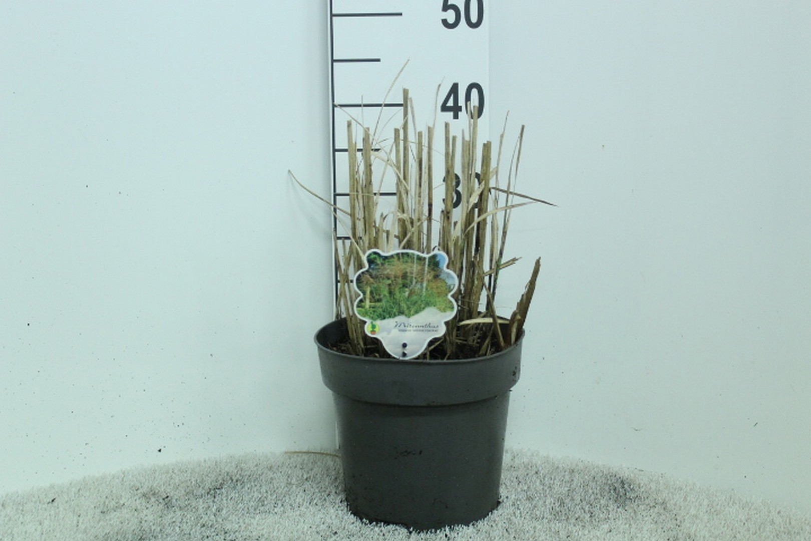 Miscanthus sinensis 'Grosse Fontaene' P23, D 23