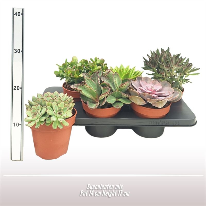 Succulenten mix, D 14