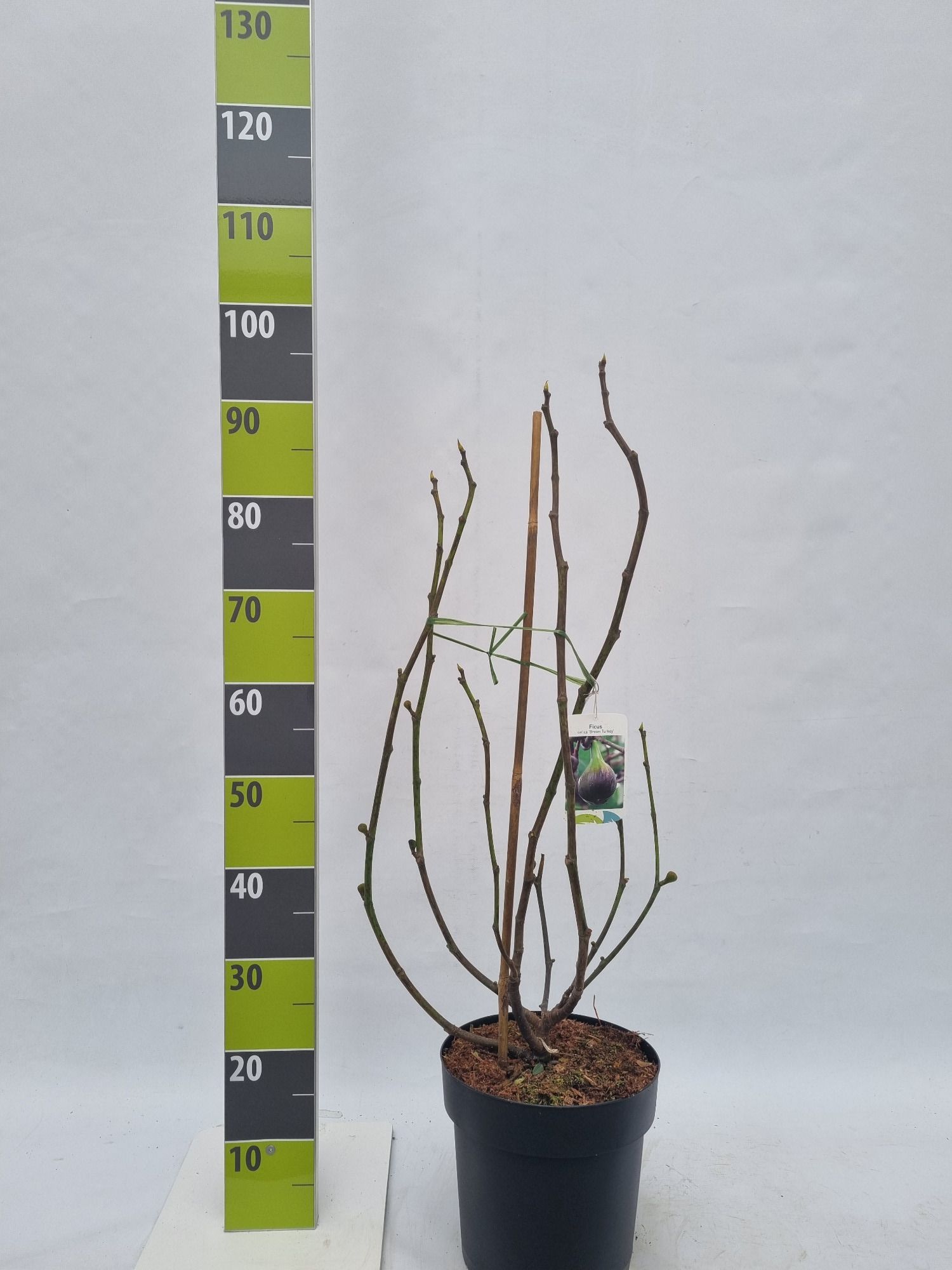 Ficus carica 'Brown Turkey' C 7, D 27
