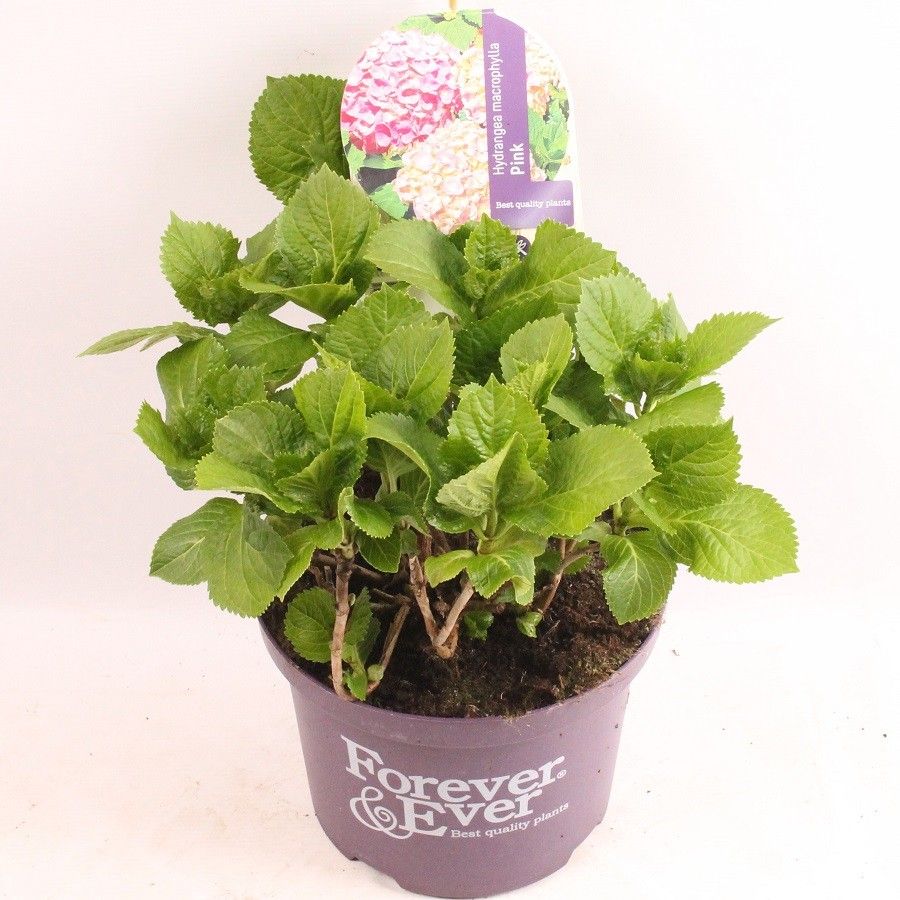 Hydrangea Forever&Ever® Pink, D 23