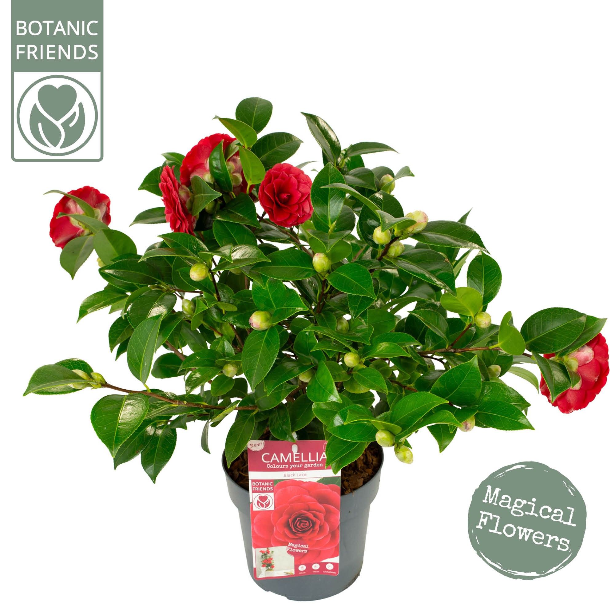 Camellia jap. 'Black Lace', D 19