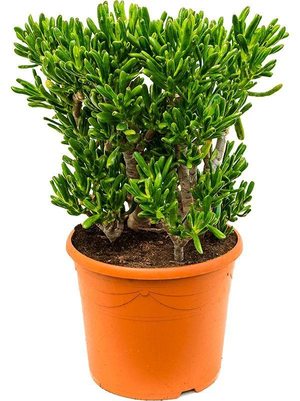 Crassula ovata 'Horntree', D 35