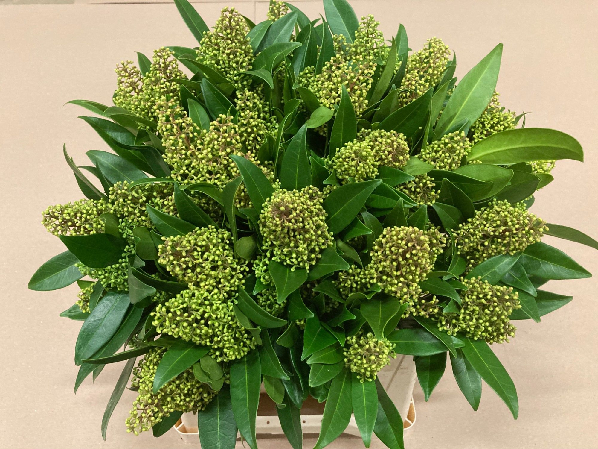 Скимия Кью Грин за пучок 40 (зел.), пуч.