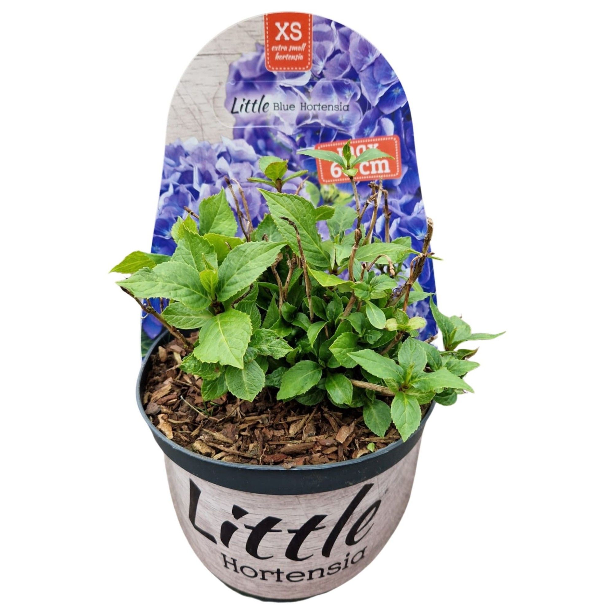 Hydrangea macr. 'Little XS Blue' POTCOVER, D 17