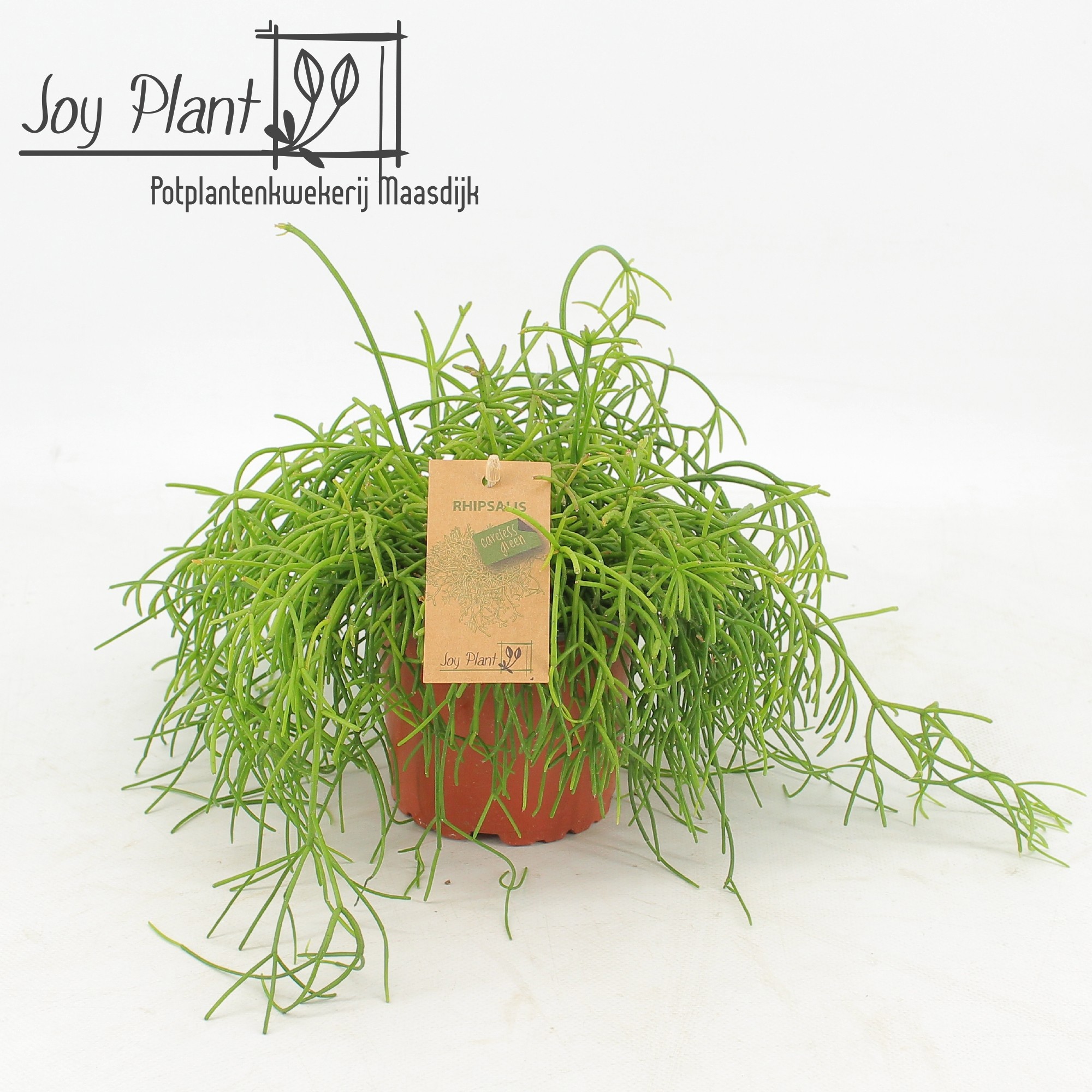 Rhipsalis Cassutha Oasis p12, D 12