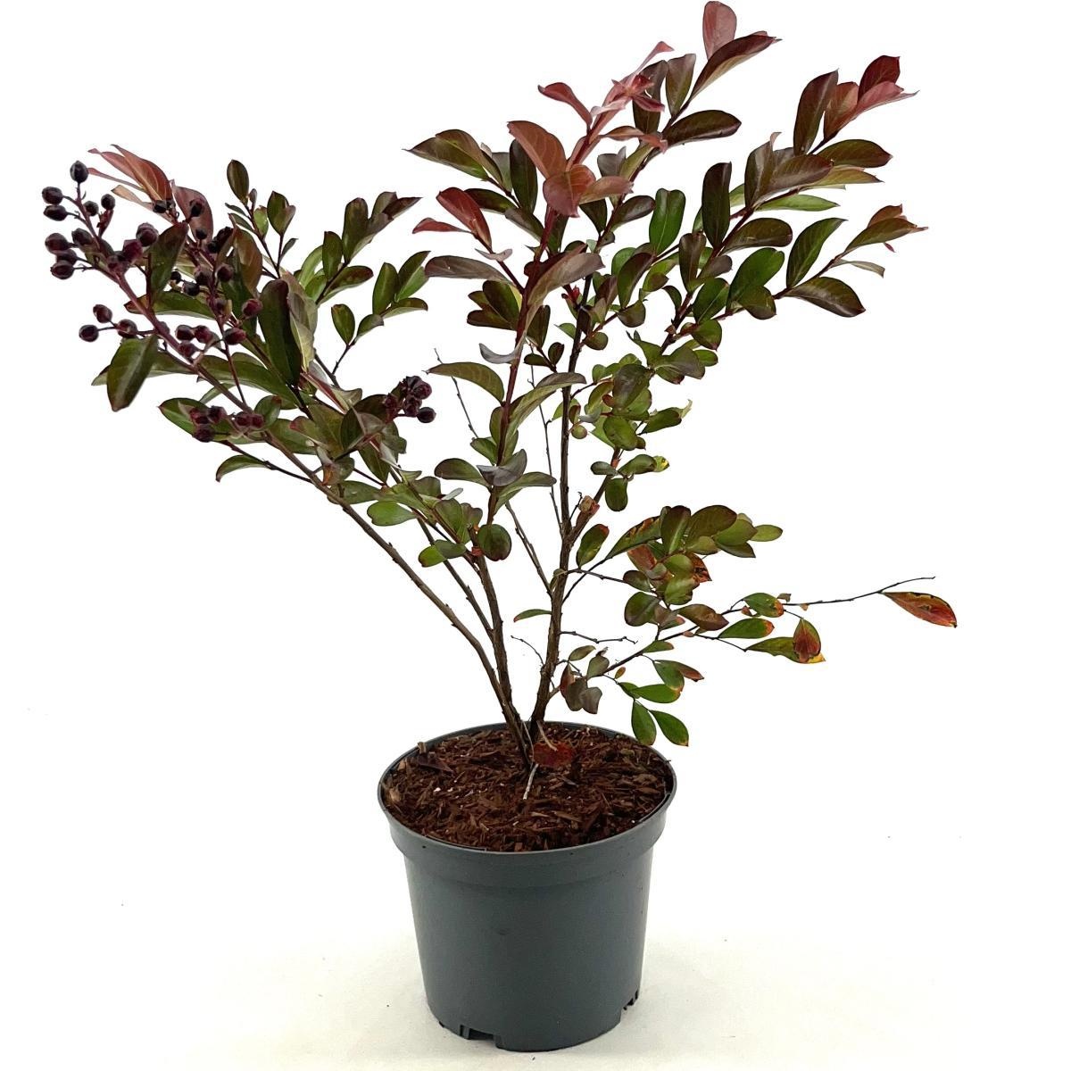 Lagerstroemia i. 'Red Imperator', D 17