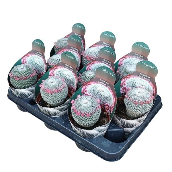 MAMMILLARIA PSEUDOPERBELLA - POT Ø 10,5 - COLLECTION WITH POTCOVER (CACTUS), D 10,5