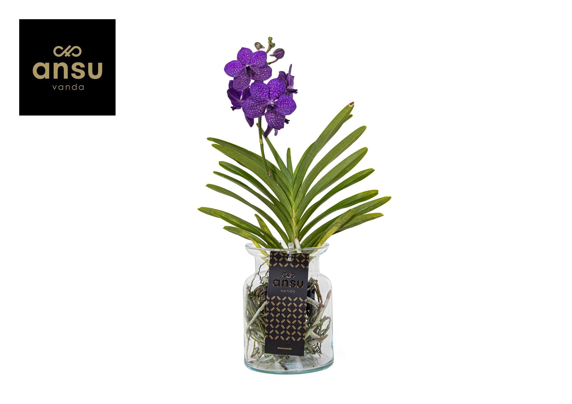 Vanda Bose Blue, D 14 cm