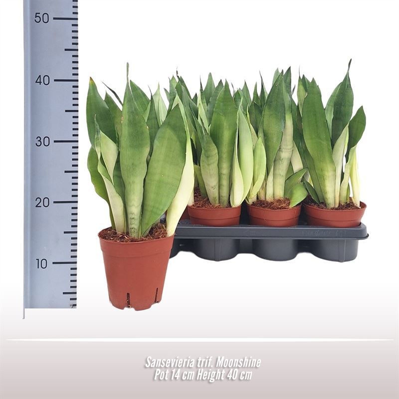 Sansevieria trif. Moonshine, D 14