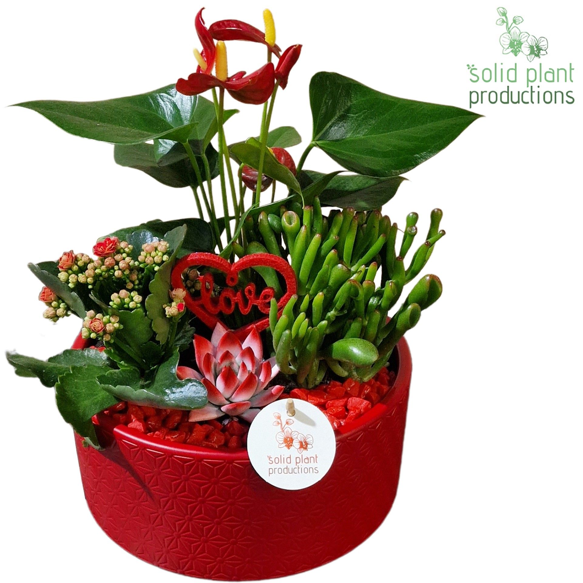 AE004 Stella Mix R/P, D 22