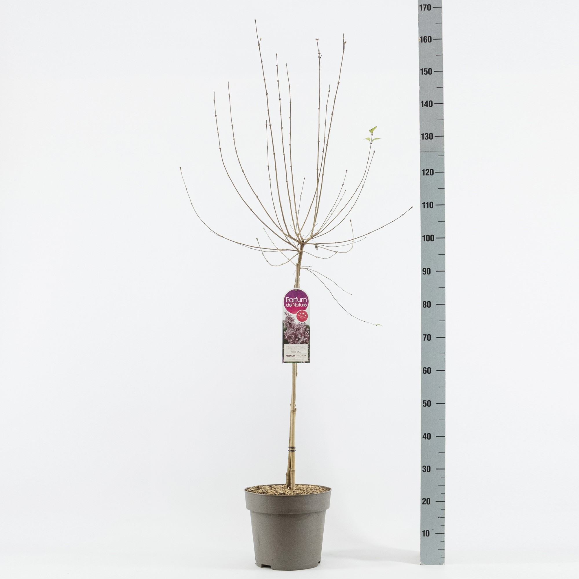 Syringa micr. Superba, stam 70, 2-jarig, C7,5, D 26