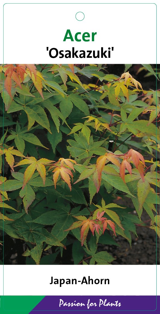 Acer palm. 'Osakazuki' 40-60C3, D 19 cm