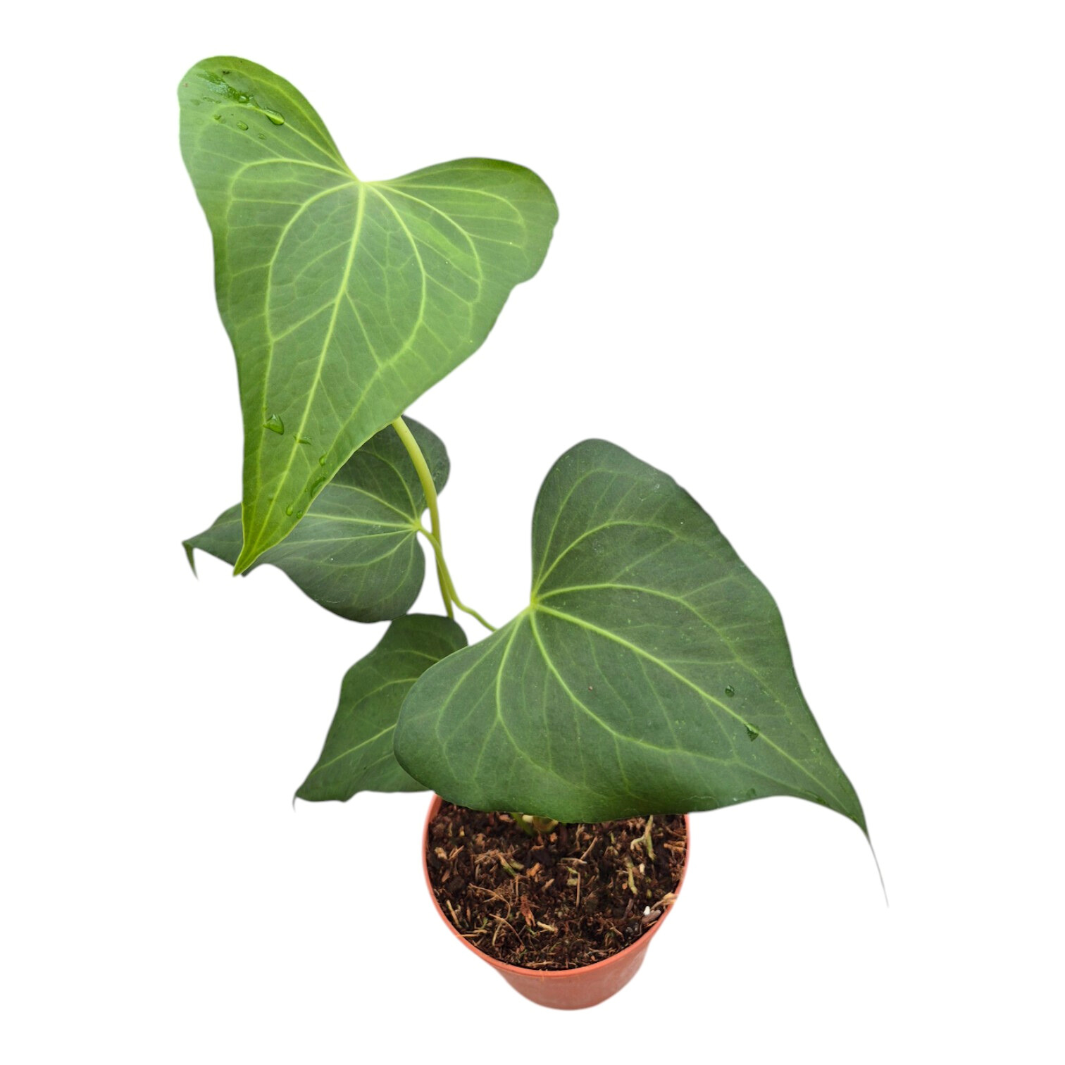 Anthurium Clarinervium x Pedatoradiatum, D 12