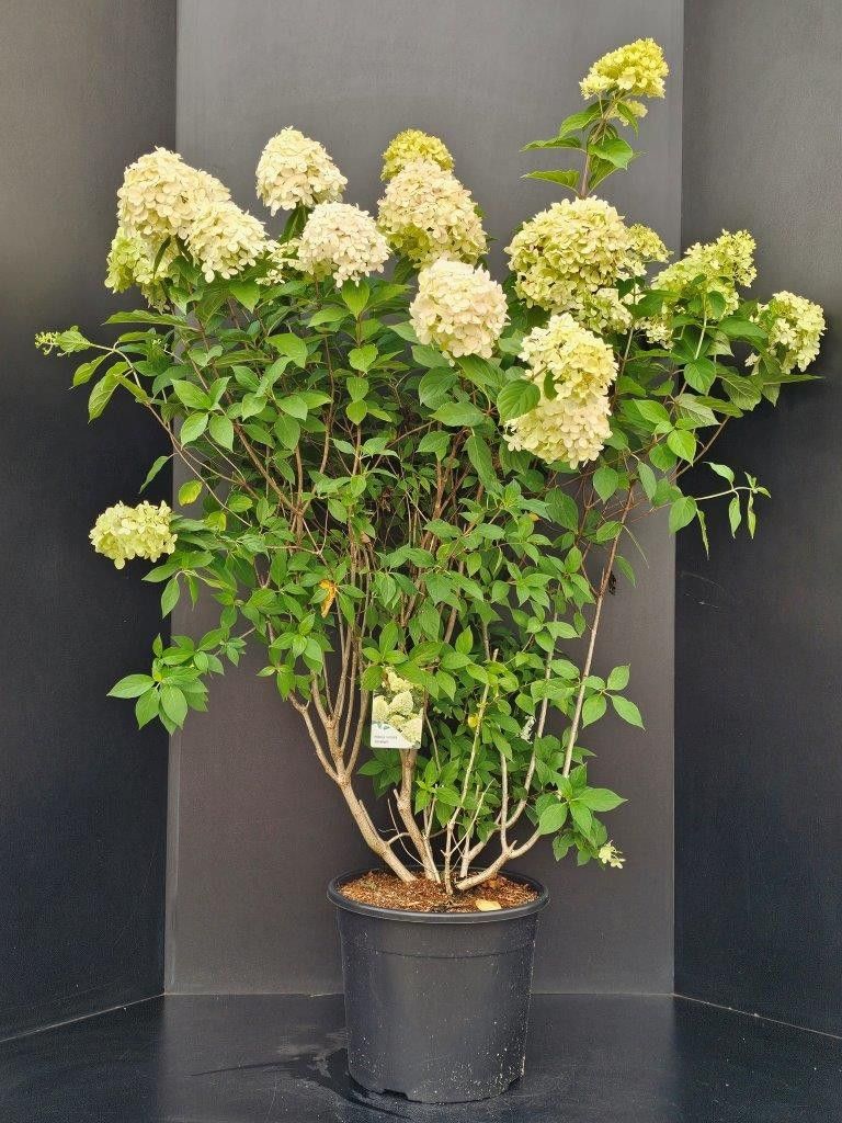 Hydrangea paniculata 'Limelight, D 34