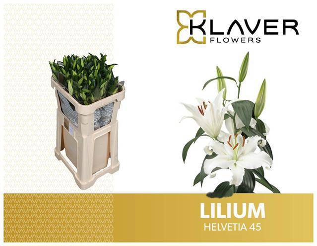 Лилия Хельветия 75, шт.