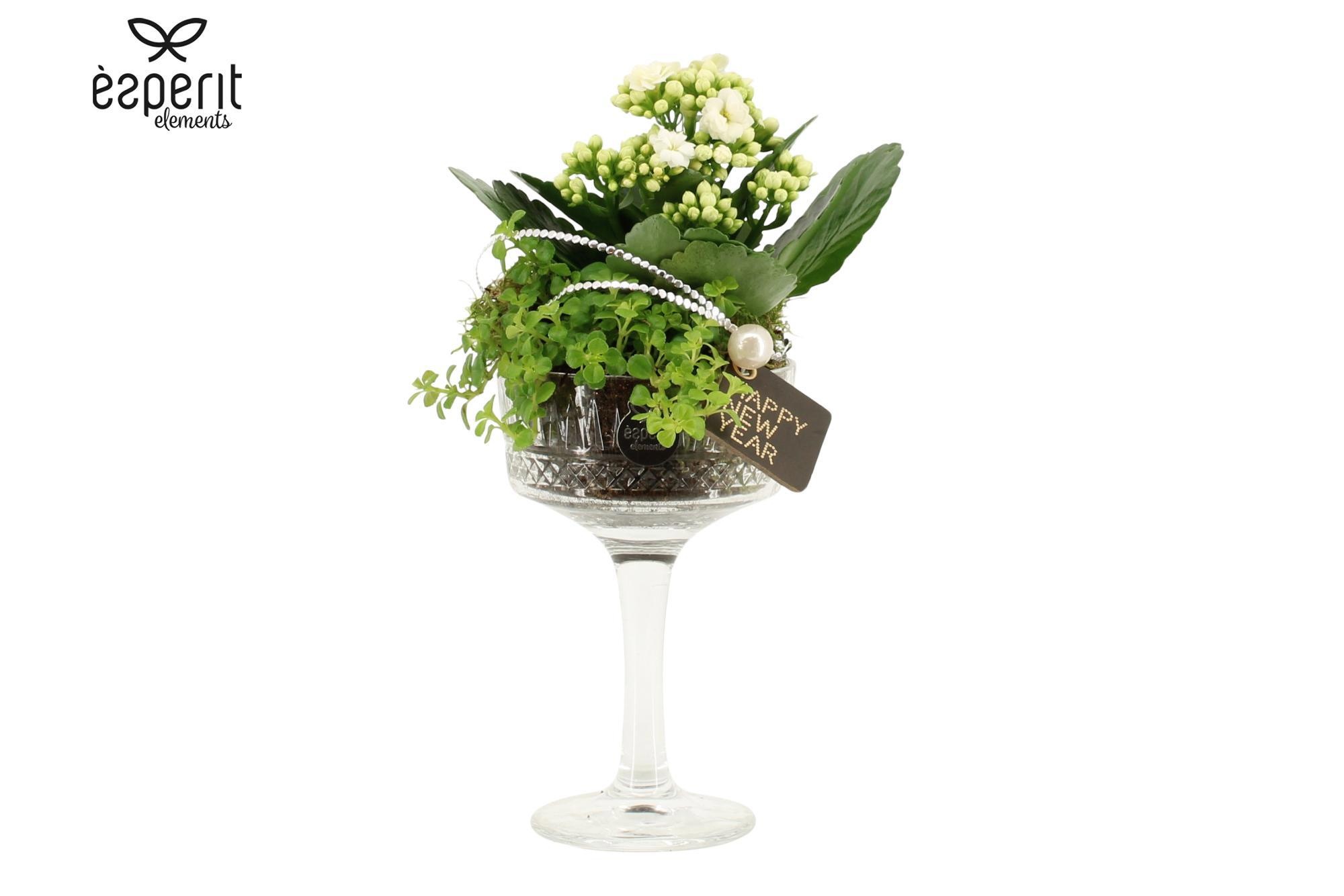 62158: New Year arrangement, D 10