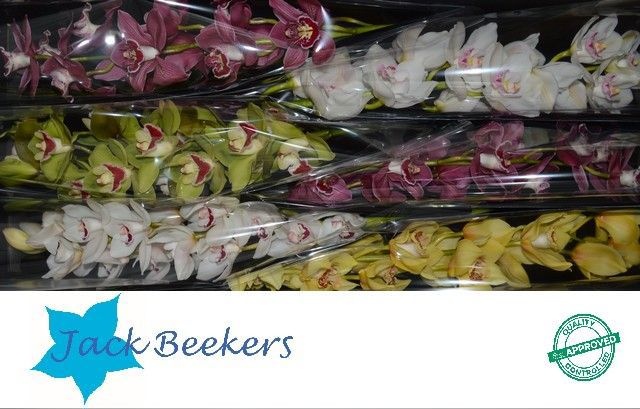 Цимбидиум Микс 80 x6, шт.