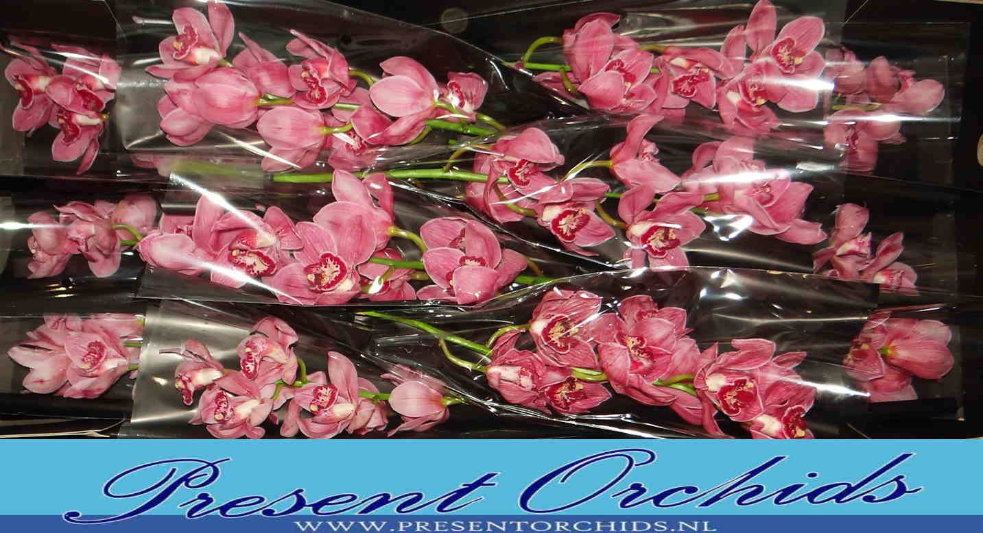 Цимбидиум Рэд Дрим 50 (красн.) x12, шт.