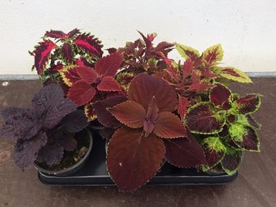 COLEUS BLUMEI-HYBRID 'Mix', D 12 cm