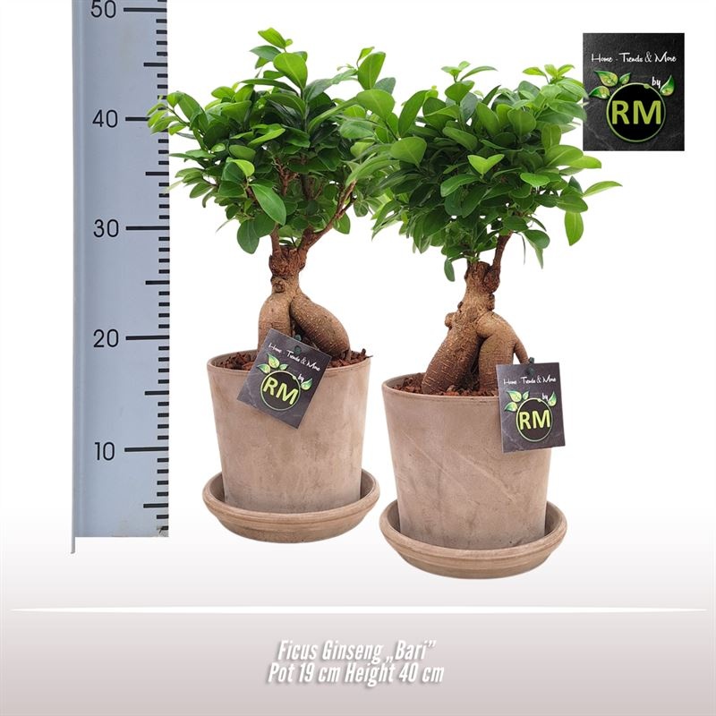 Ficus Ginseng Bari, D 16 cm Ficus Ginseng Bari, D 16 cm