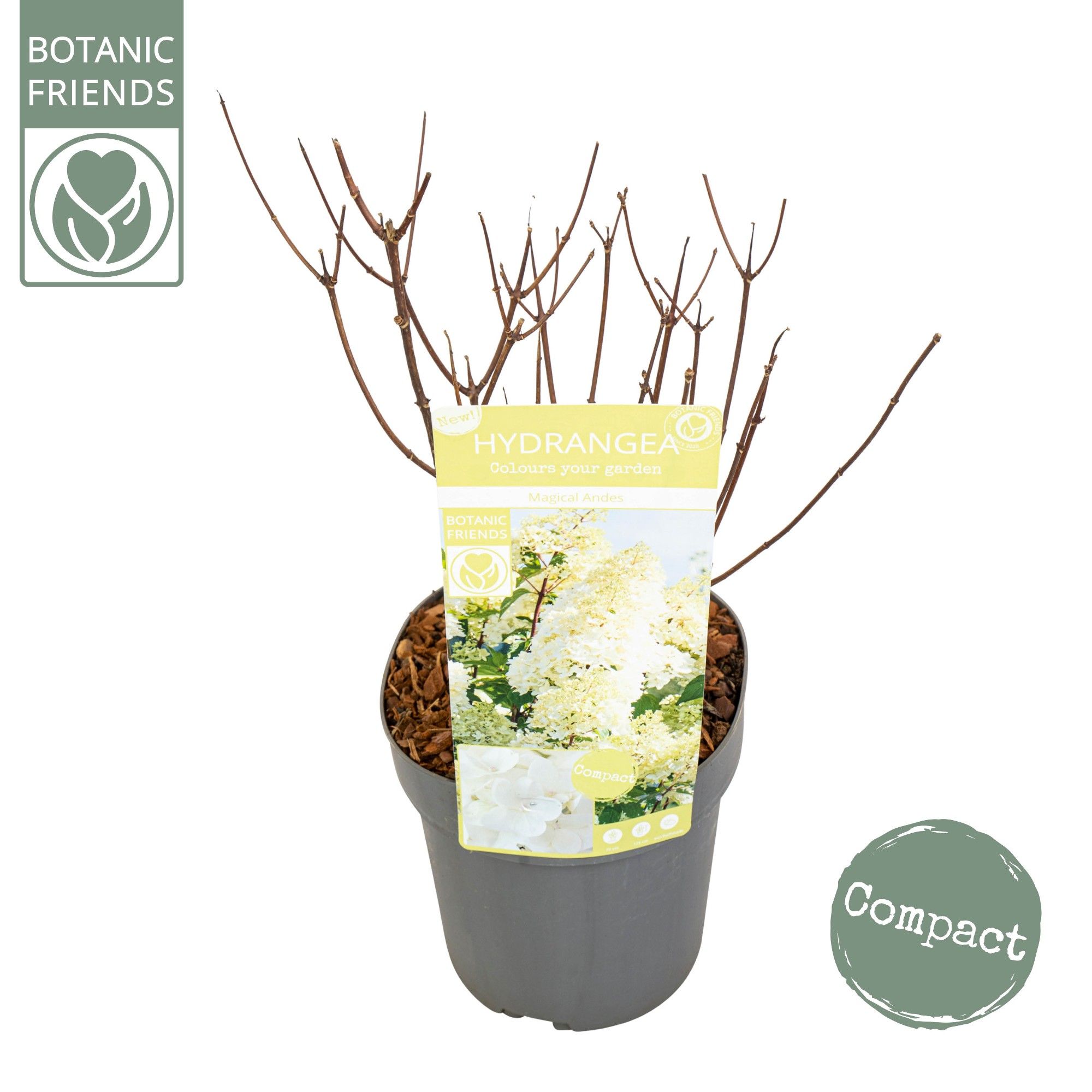 Hydrangea pan. 'Magical Andes'®, D 19