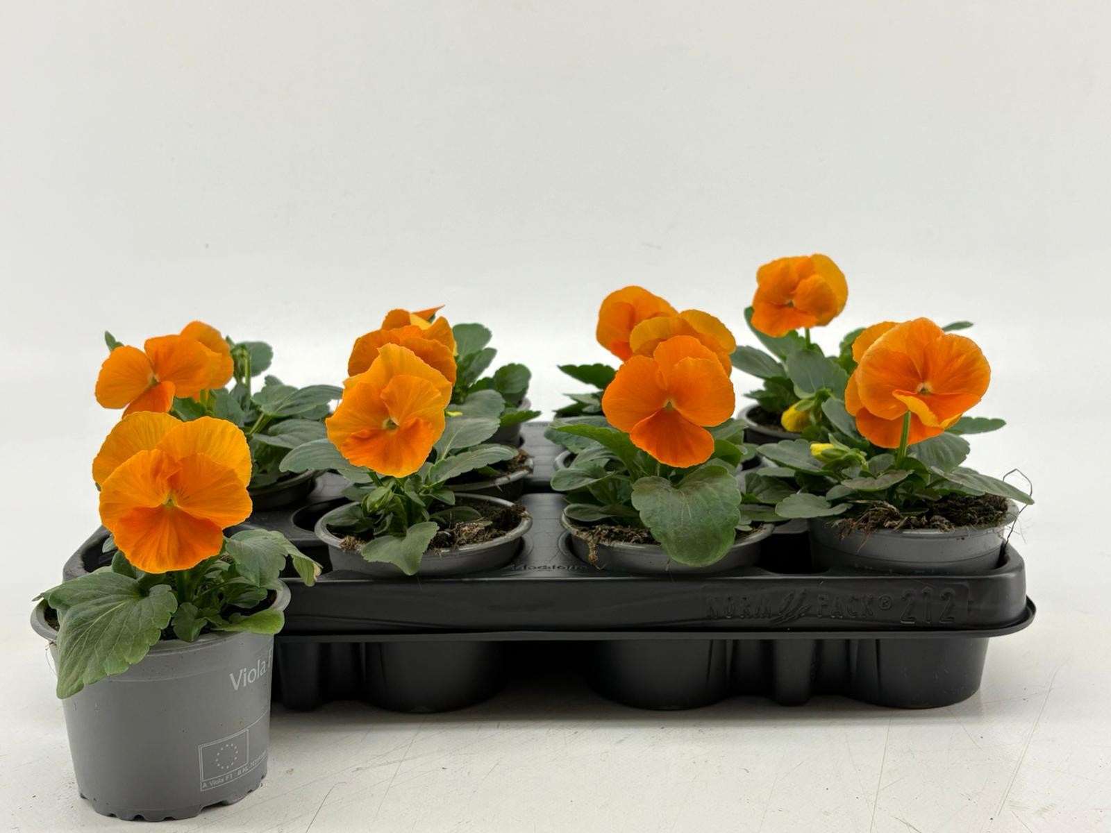 Viola F1 Clear Orange, D 9