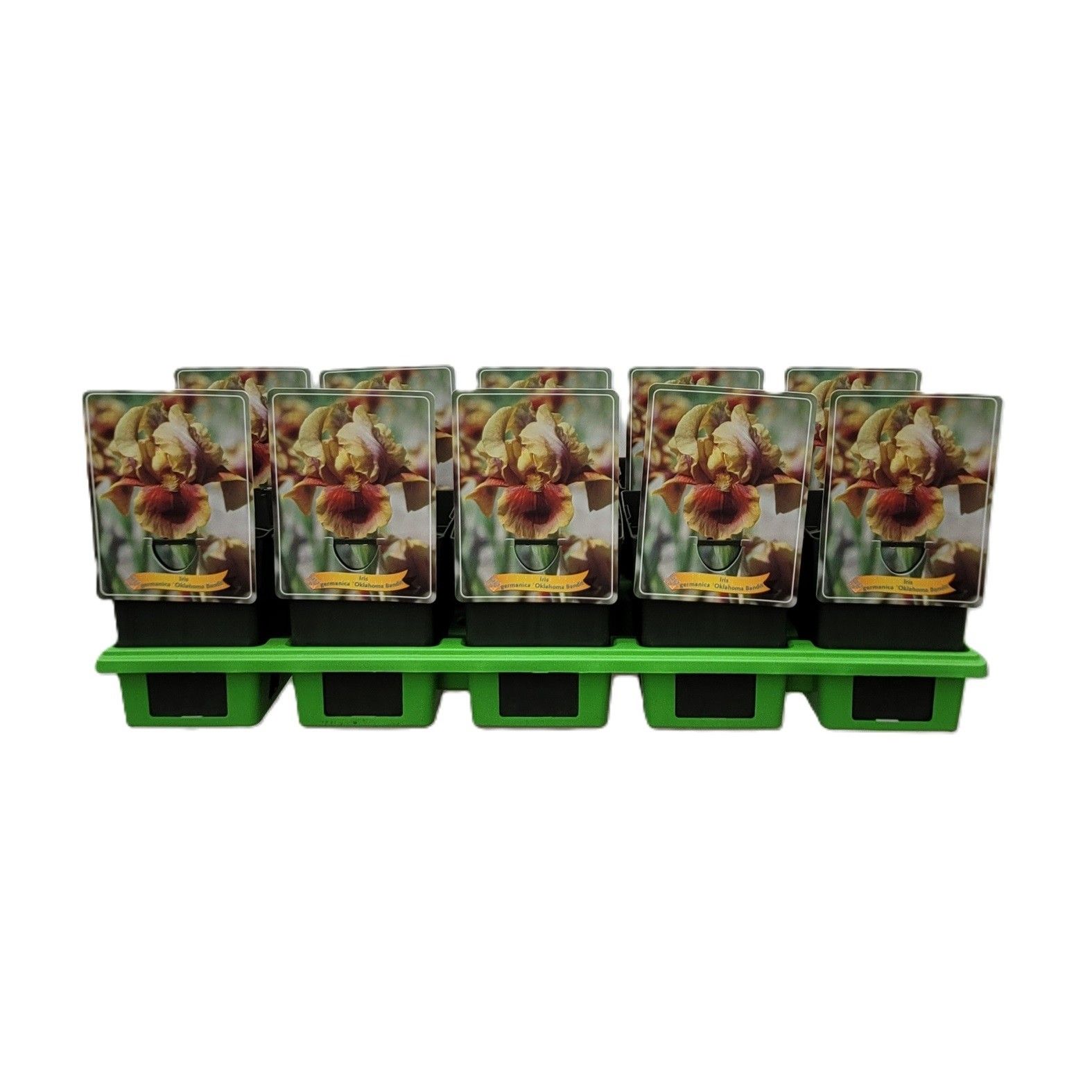 Iris germanica 'Oklahoma Bandit' P11, D 11 cm
