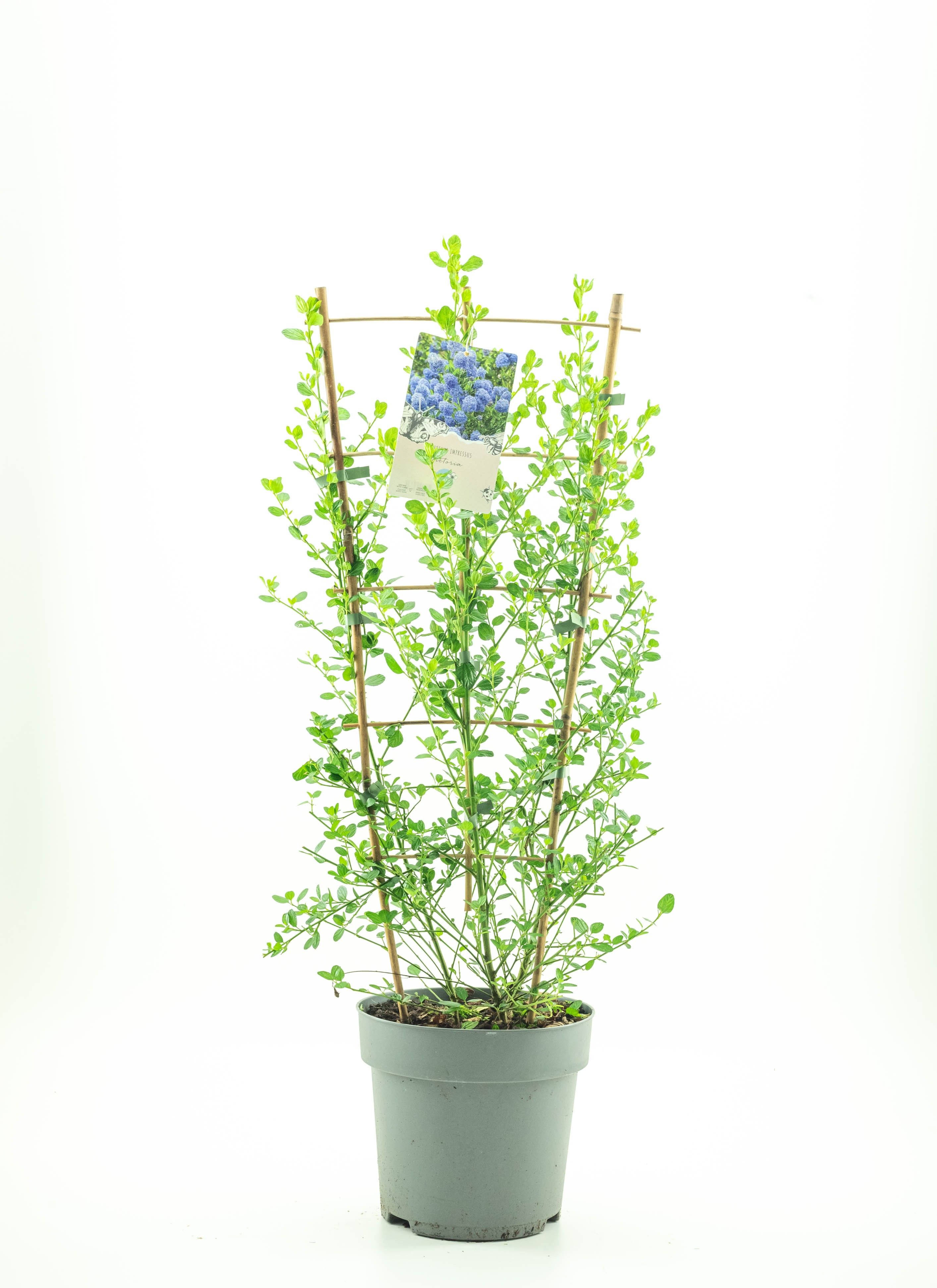 Ceanothus imp. 'Victoria', D 26