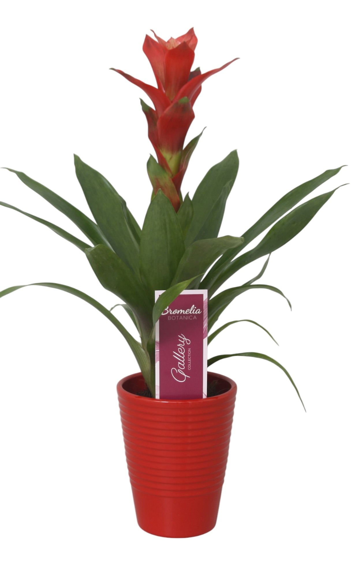 Guzmania Rouche in rood ribbel keramiek, D 11
