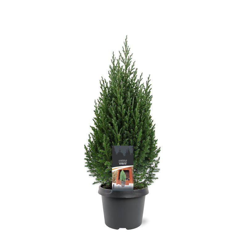 Juniperus chinensis 'Stricta', D 19