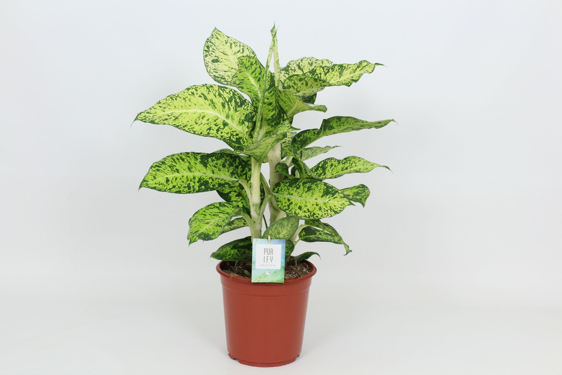 Purify Dieffenbachia Cool Tigres 24 cm, D 24