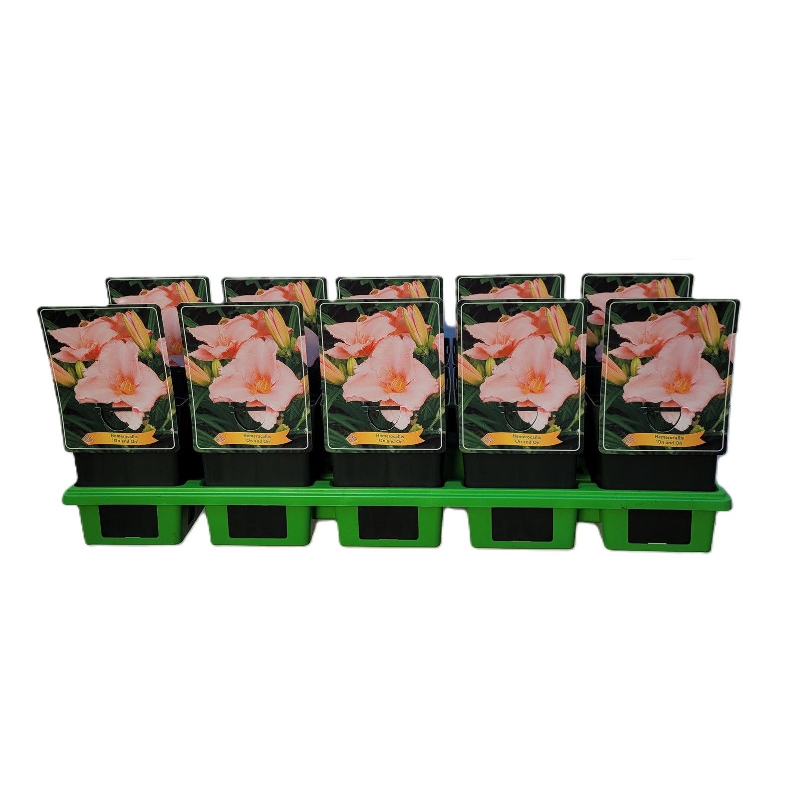 Hemerocallis 'On and On'' P11, D 11