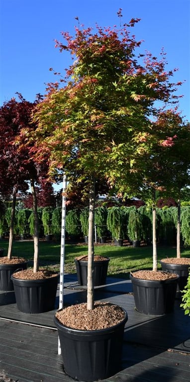 Acer pal. 'Shin-deshojo', D 80