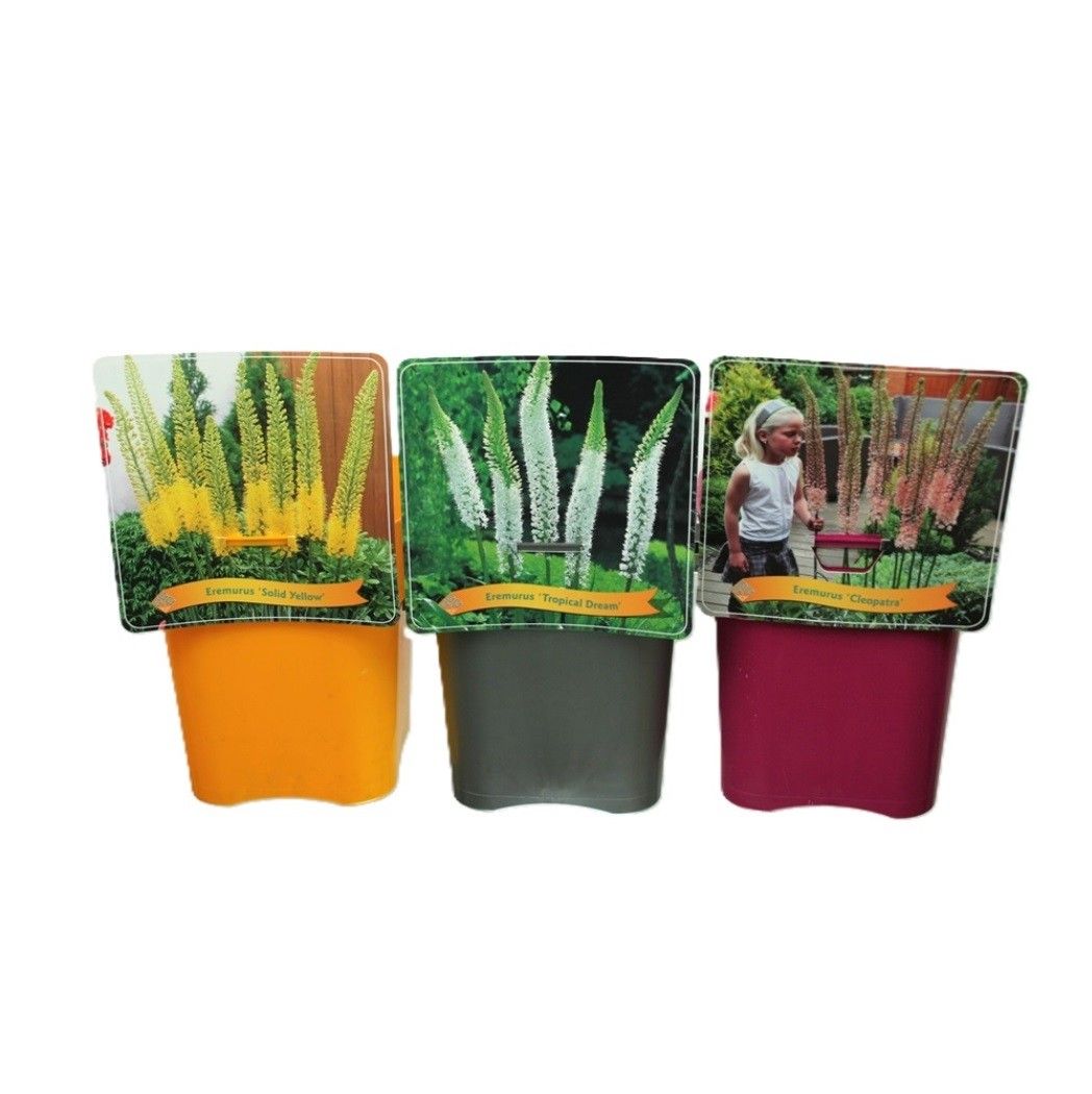 Eremurus mix laag C5, D 21