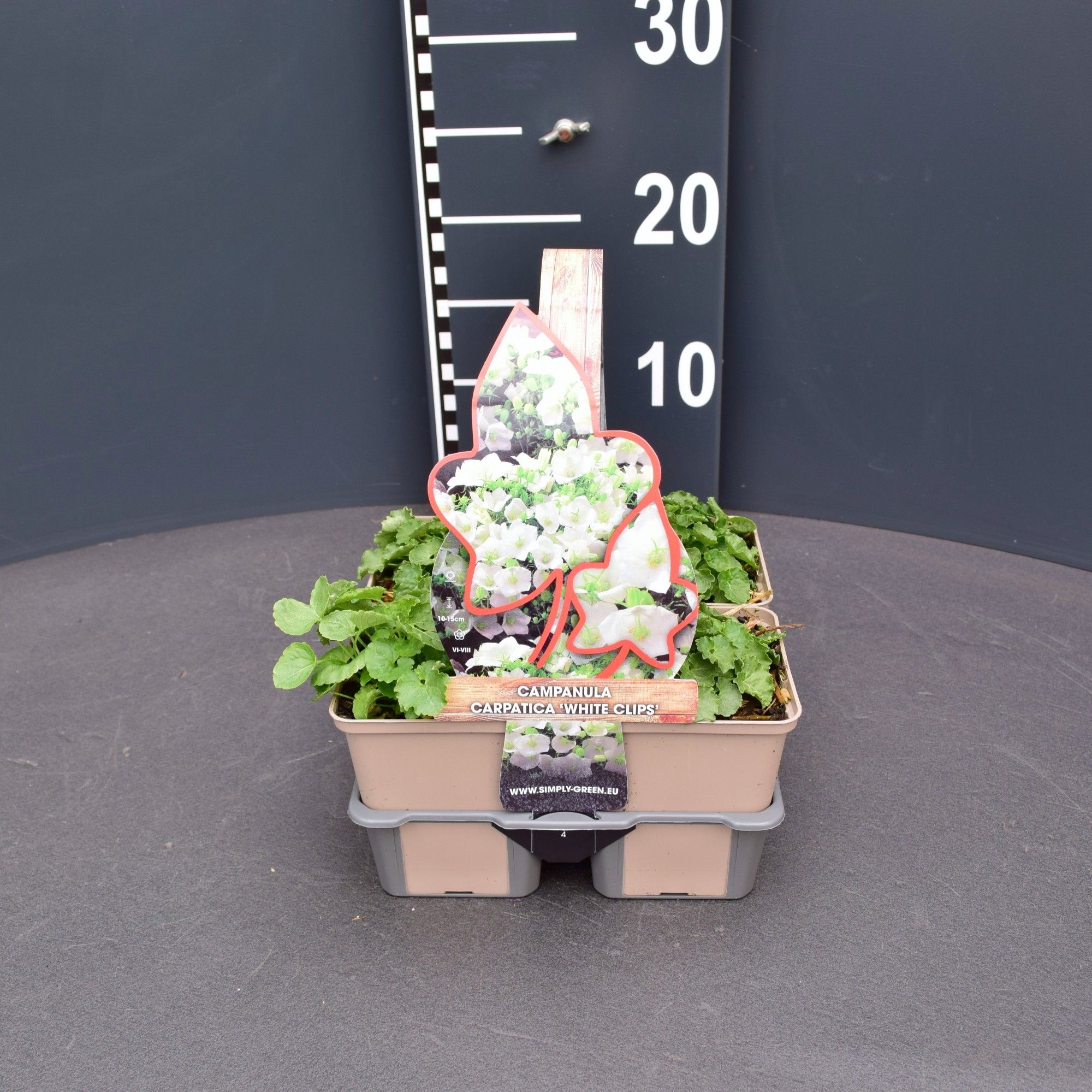 Campanula carp. 'White clips' (4-Pack), D 9 cm