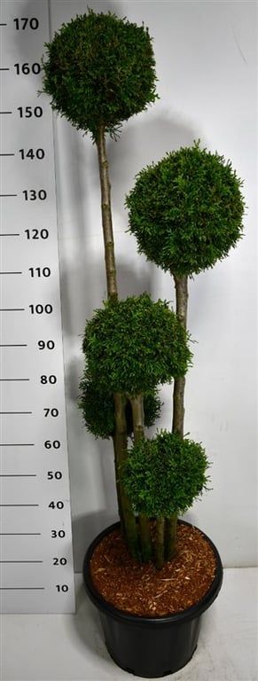 Thuja occ. 'Smaragd', D 38