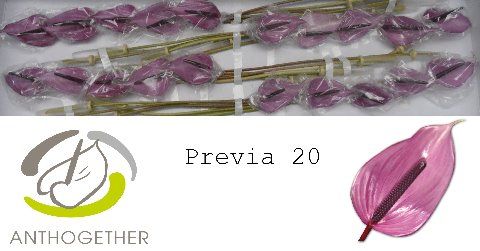 Антуриум Превиа (фиолет.) x20, шт.