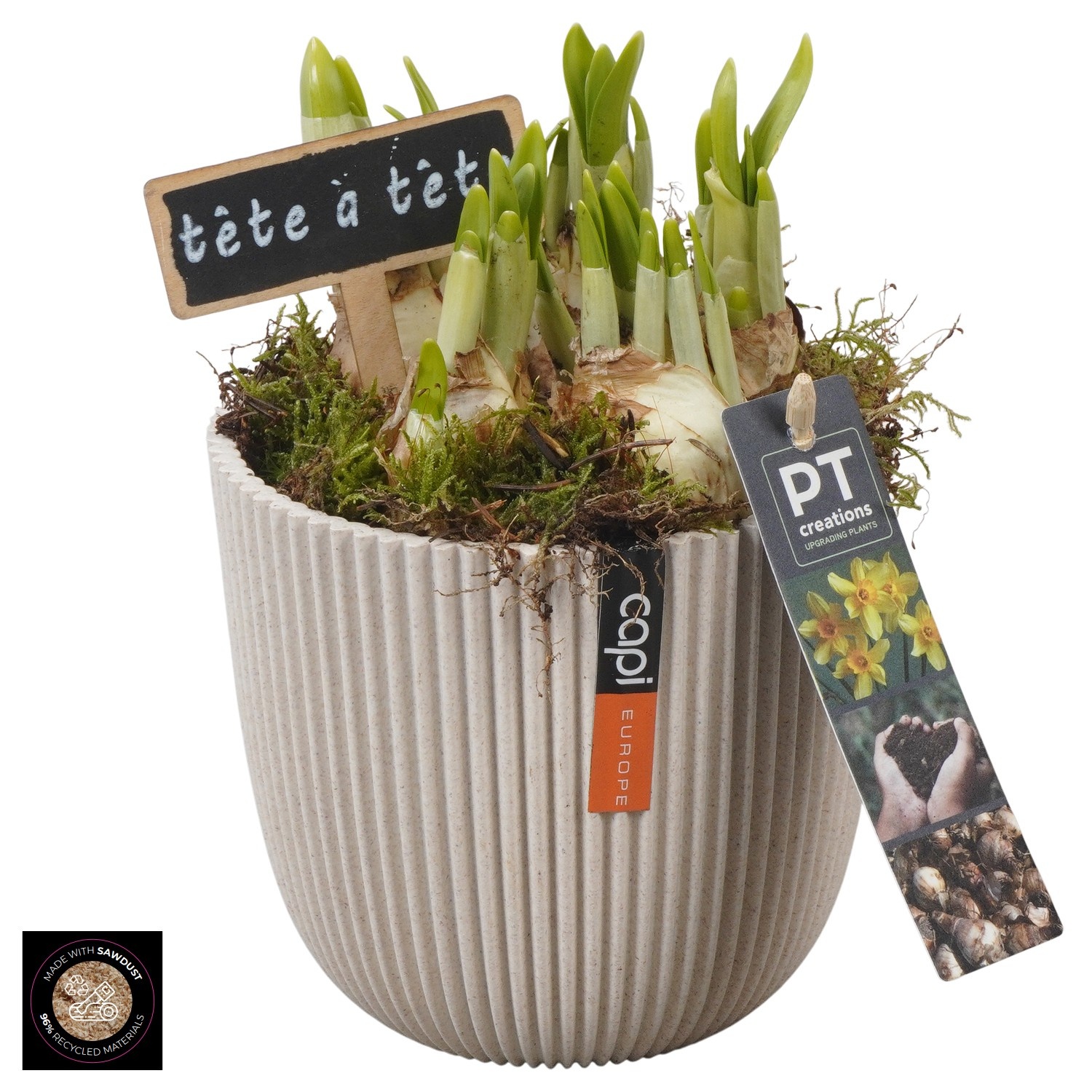 PTN8715 Arrangement Narcissus in capi pot, D 13