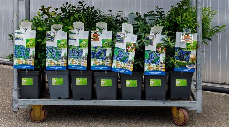 Mix VP5 - Vaccinium cor. Luxe Per laag 9 standaard en 12 luxe soorten, D 18 cm
