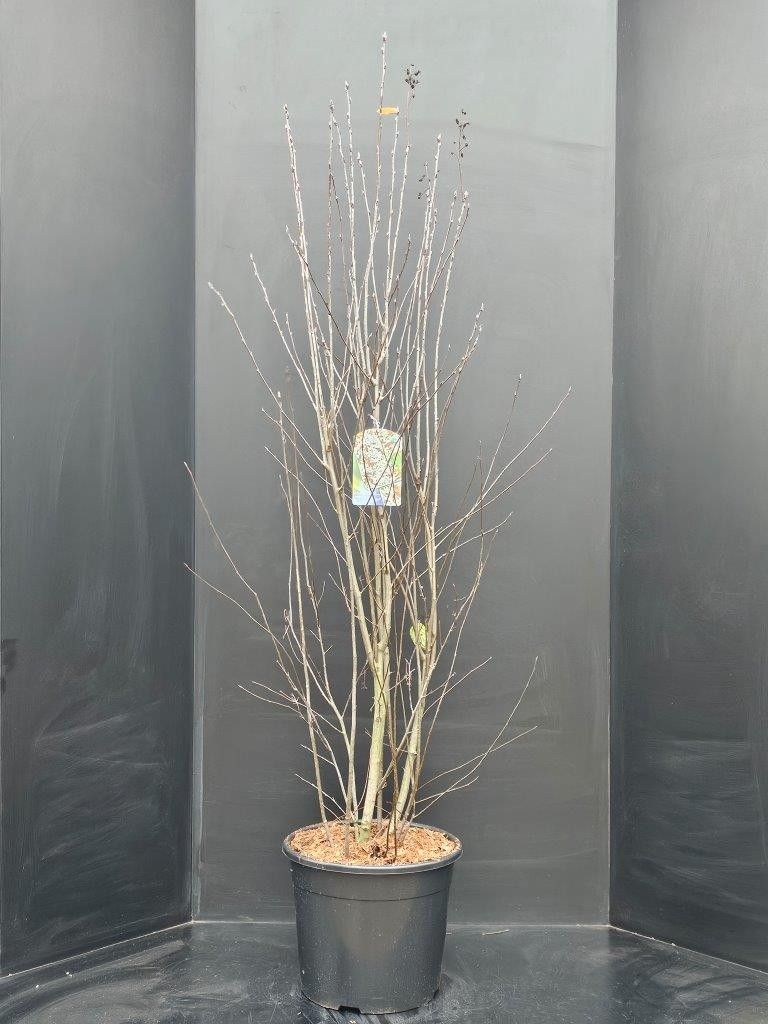 Amelanchier ovalis, D 34